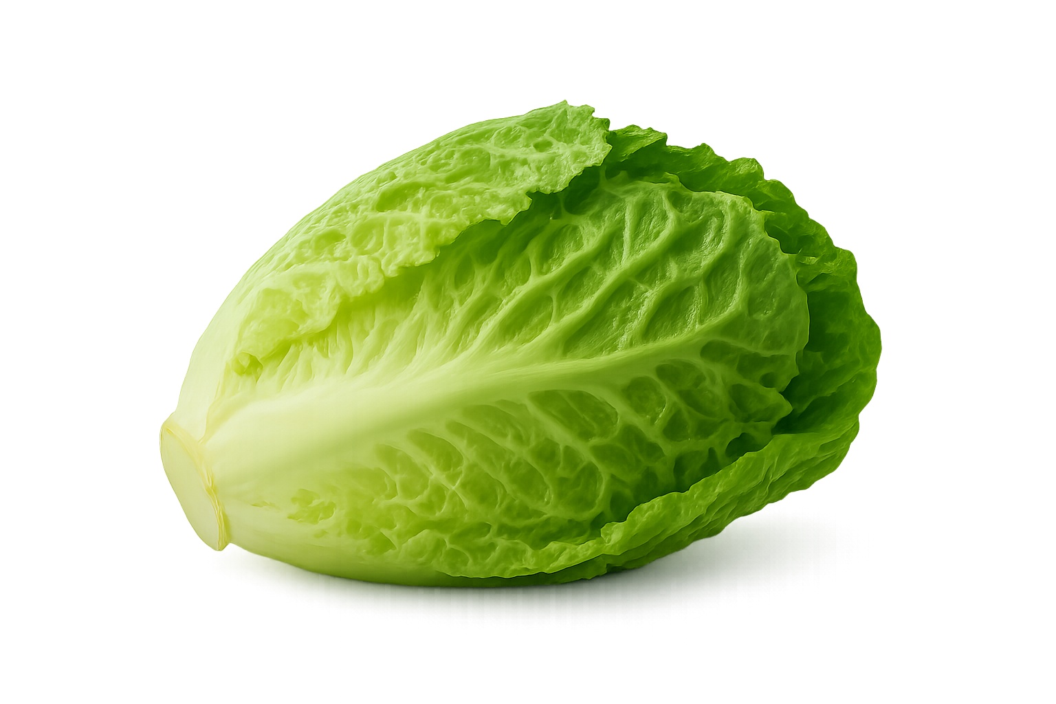 Cos lettuce
